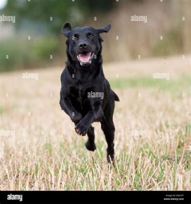 are labs good running dogs